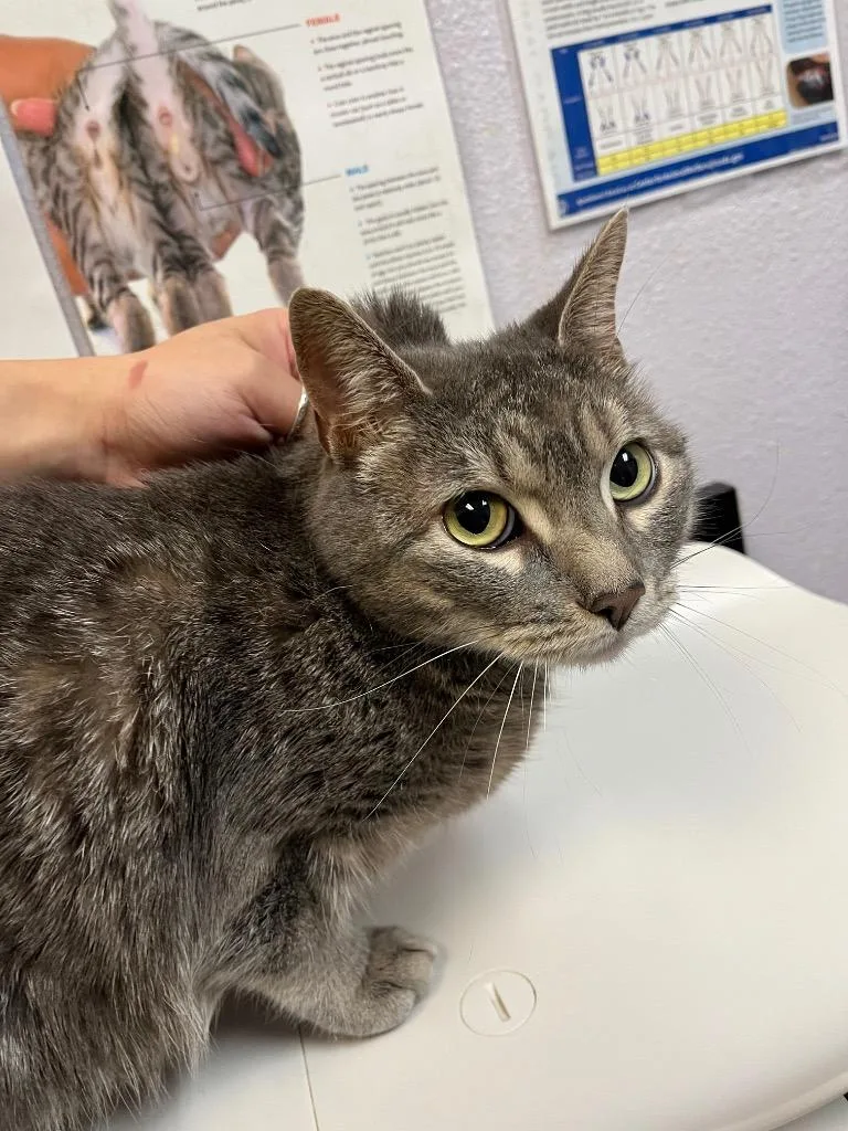 A young medium-sized female Domestic Short Hair cat named Lex for adoption in New Braunfels, TX