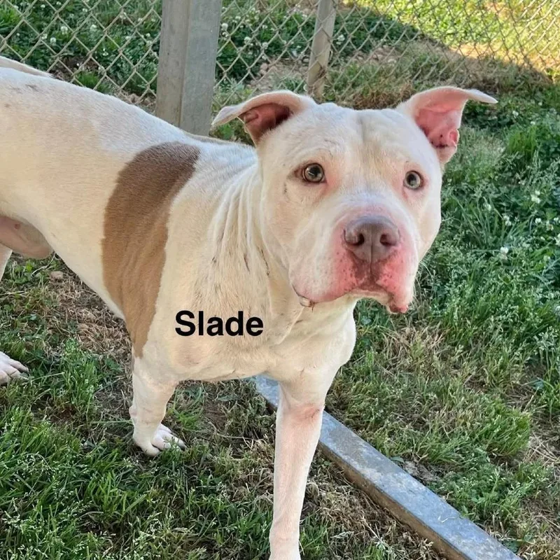 An adult medium-sized male Pit Bull Terrier dog named Slade for adoption in Alexandria, VA