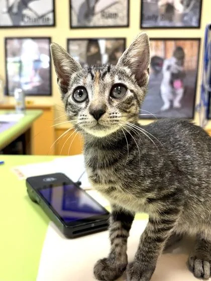 A baby small-sized female Domestic Short Hair cat named RuPawl for adoption in New Orleans, LA