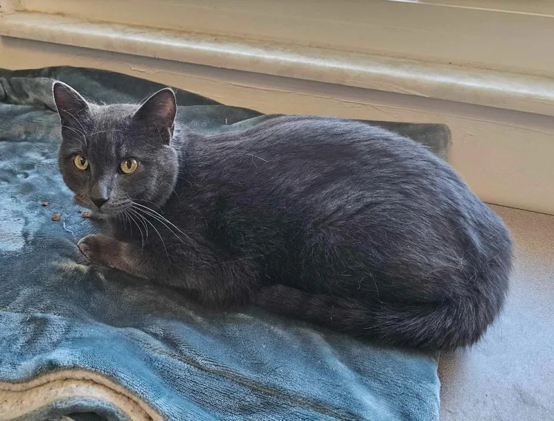 Sterling thumbnail 2