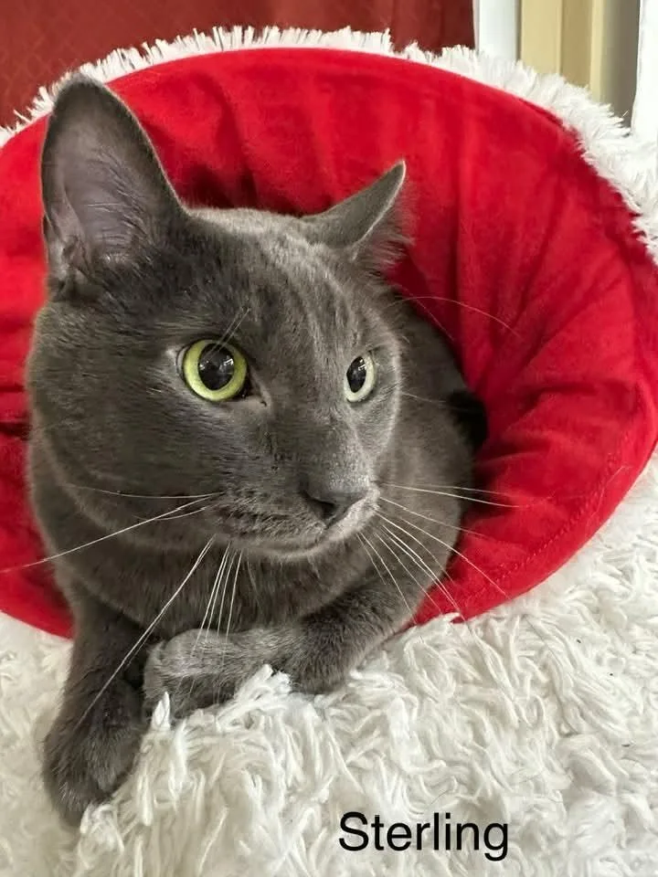 Sterling thumbnail 3