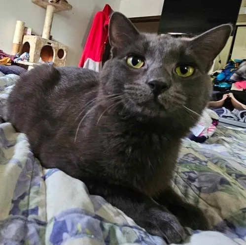 Sterling thumbnail 4