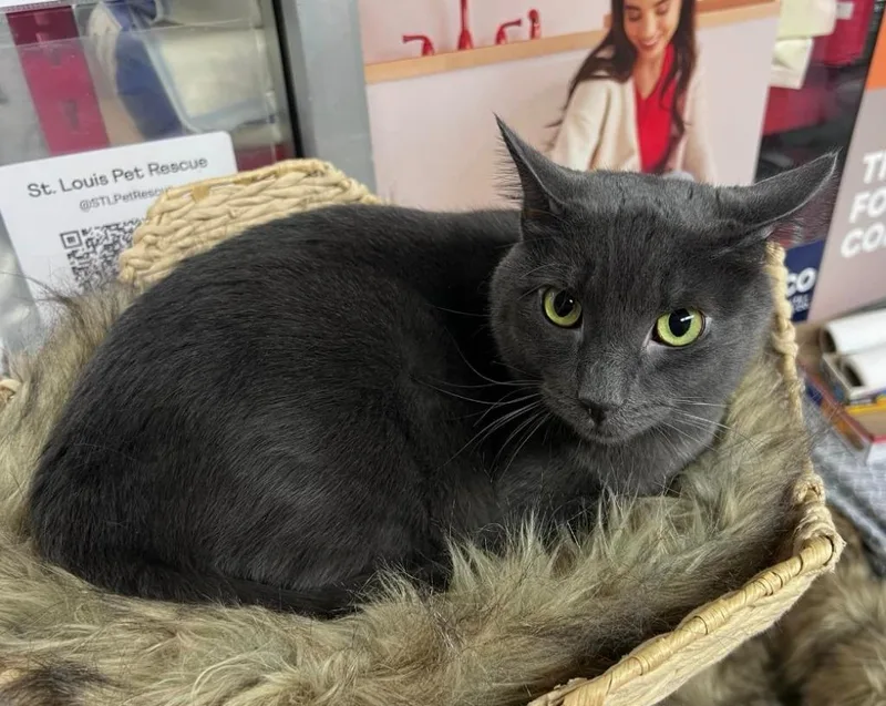 Sterling thumbnail 5