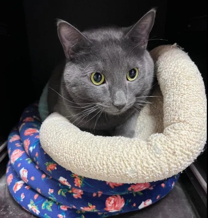 Sterling thumbnail 6