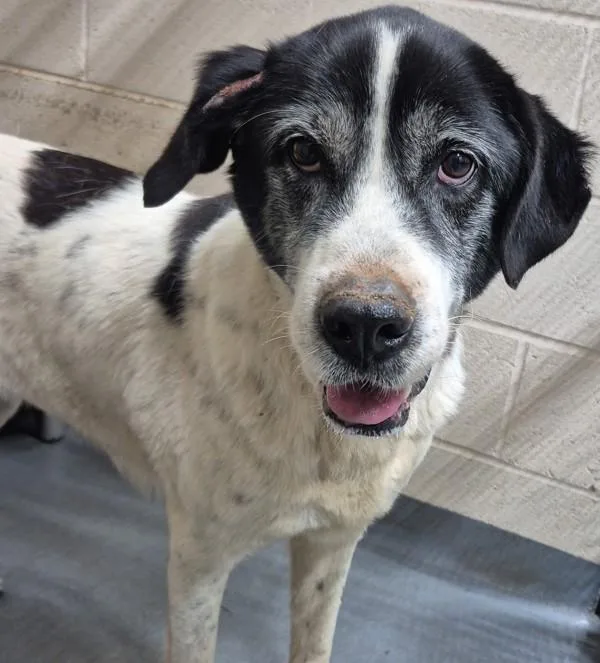 An adult large-sized female Pointer dog named A Neena for adoption in Dallas, GA