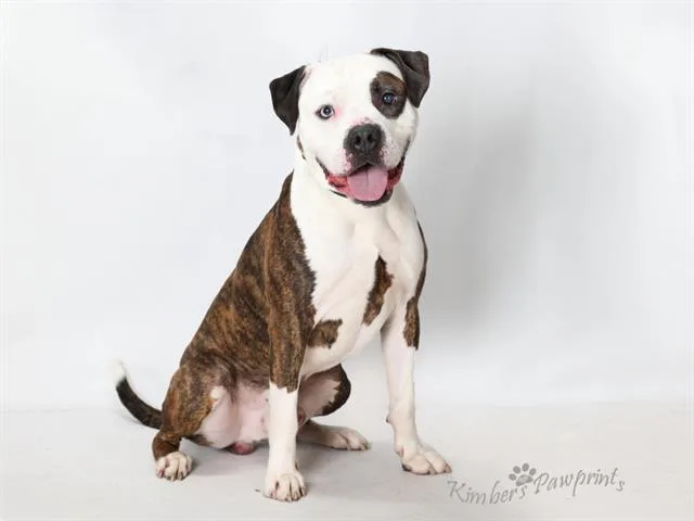 An adult large-sized male Boxer dog named Poppa for adoption in Omaha, NE