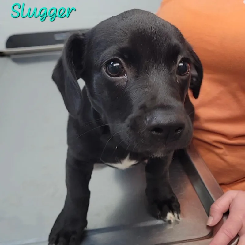 Slugger