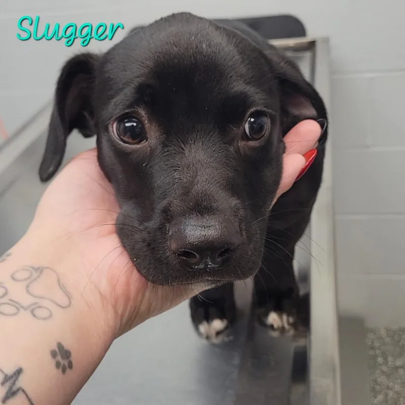 Slugger thumbnail 2
