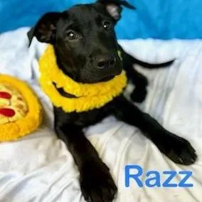 Razz