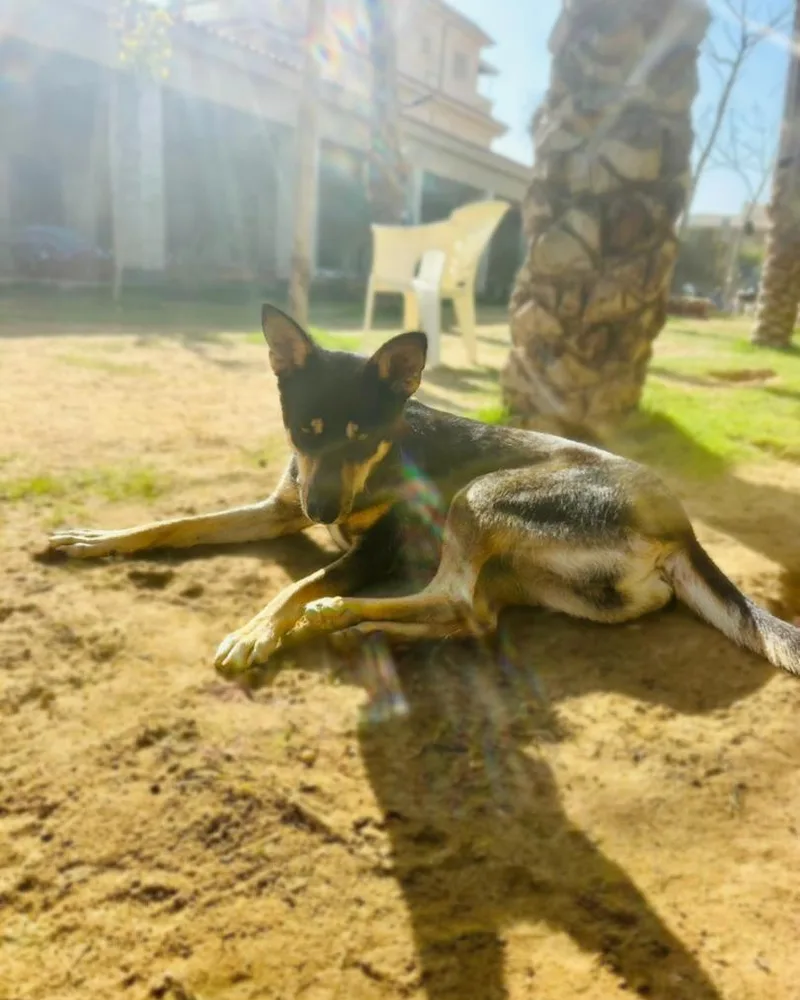 A young medium-sized female Black Mixed Breed dog named Bella for adoption in New York, NY
