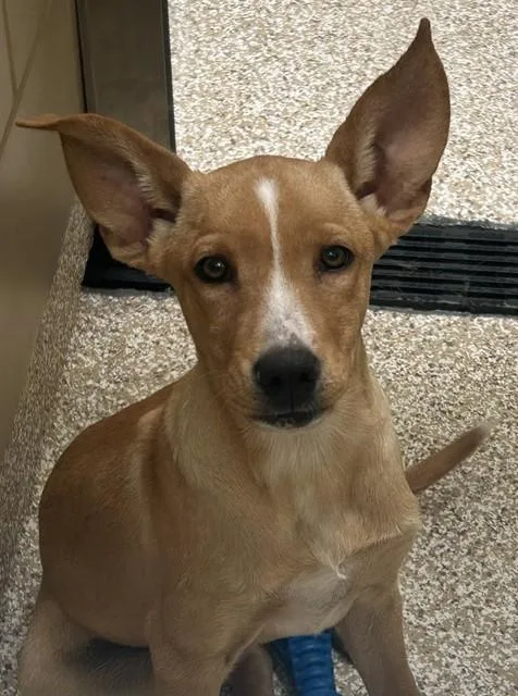 A young medium-sized female German Shepherd Dog dog named Beretta for adoption in Pueblo, CO