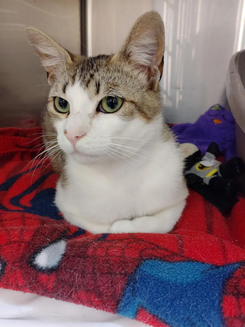An adult medium-sized male Tabby (Buff / Tan / Fawn) Domestic Short Hair cat named Brody for adoption in Rock Hill, SC