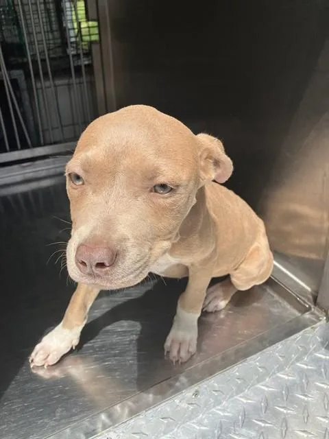 A baby large-sized female Mixed Breed dog named Fern for adoption in Dallas, TX