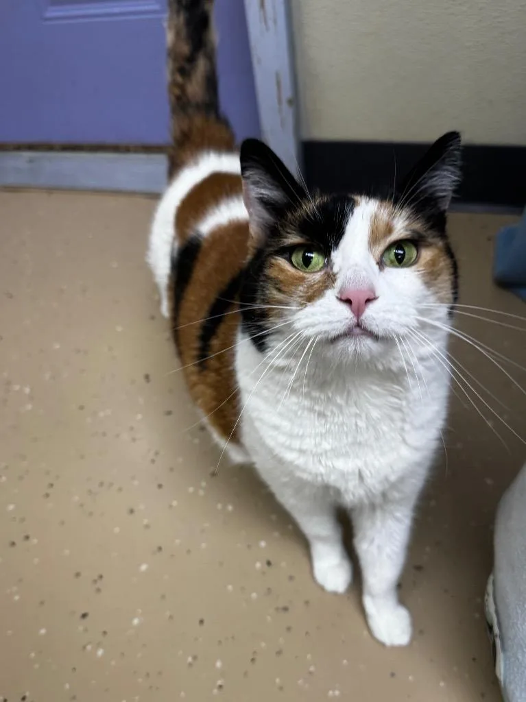 A senior medium-sized female Domestic Short Hair cat named Samantha for adoption in Shorewood, IL