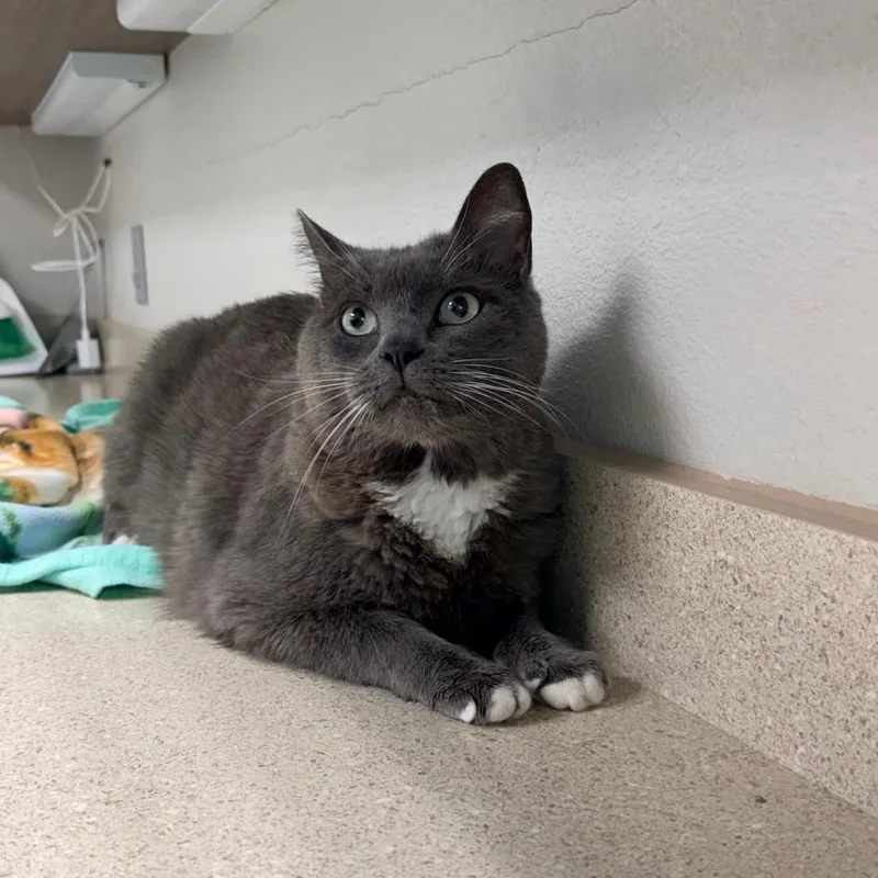 A senior extra large-sized male Gray / Blue / Silver Domestic Short Hair cat named Chance for adoption in Great Falls, MT