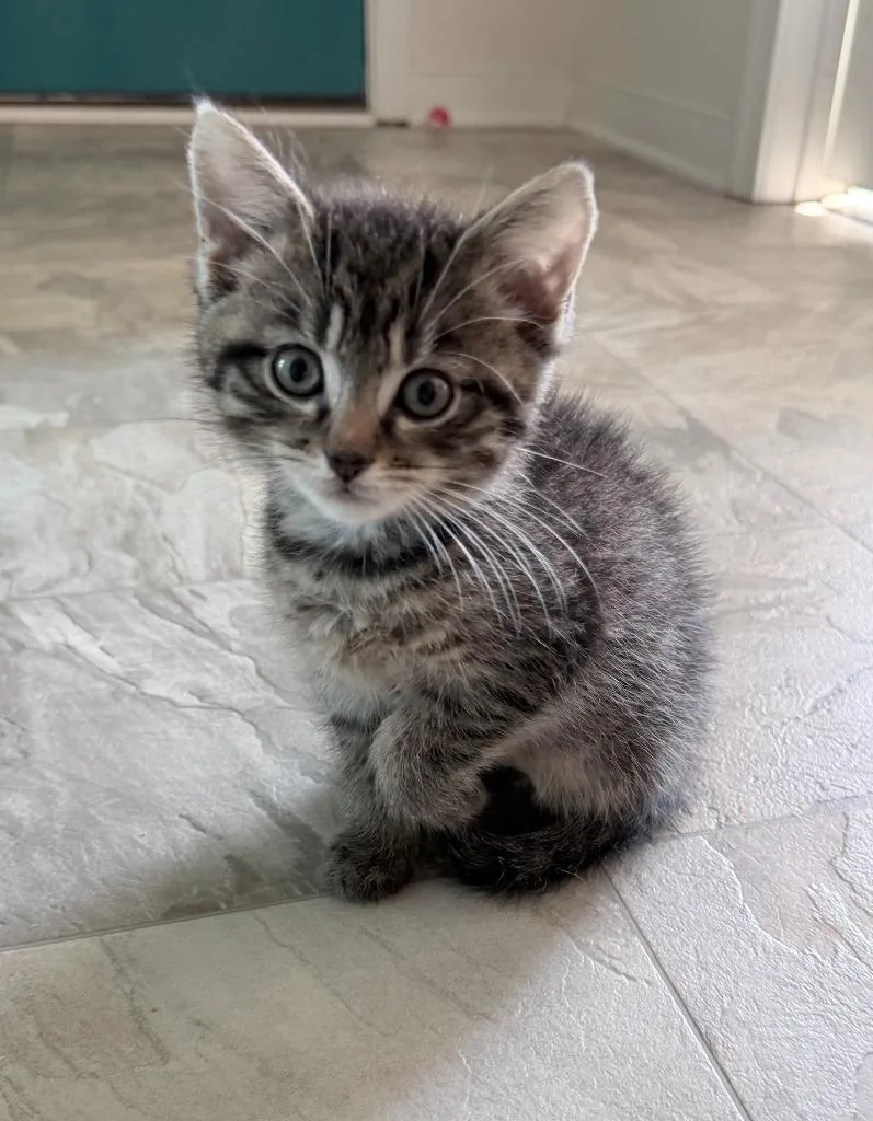 A baby small-sized male Domestic Short Hair cat named Papaya for adoption in Mineral, VA