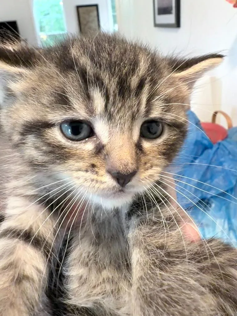 Papaya thumbnail 2