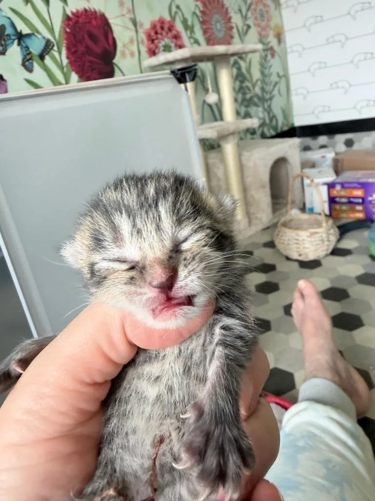 Papaya thumbnail 3