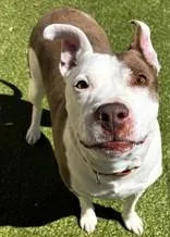 A senior large-sized female Mixed Breed dog named Adaline for adoption in Wenatchee, WA