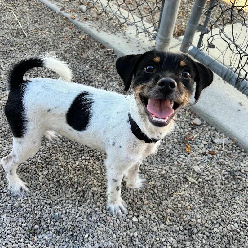 A baby small-sized male White / Cream Jack Russell Terrier dog named Piranha for adoption in Lindon, UT
