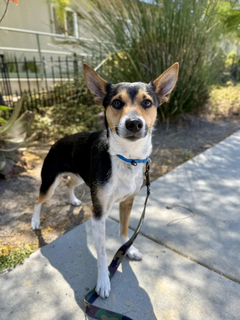 An adult small-sized male Rat Terrier dog named Pluto for adoption in Seal Beach, CA