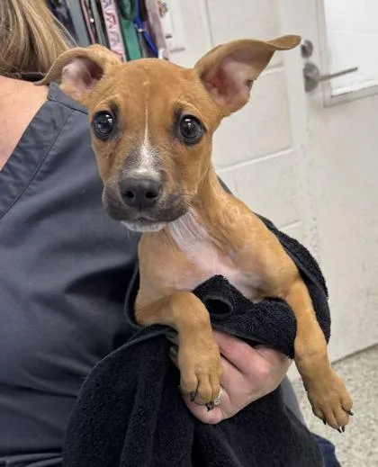 A baby small-sized female Yellow / Tan / Blond / Fawn Mixed Breed dog named Lenora for adoption in Kansas City, MO