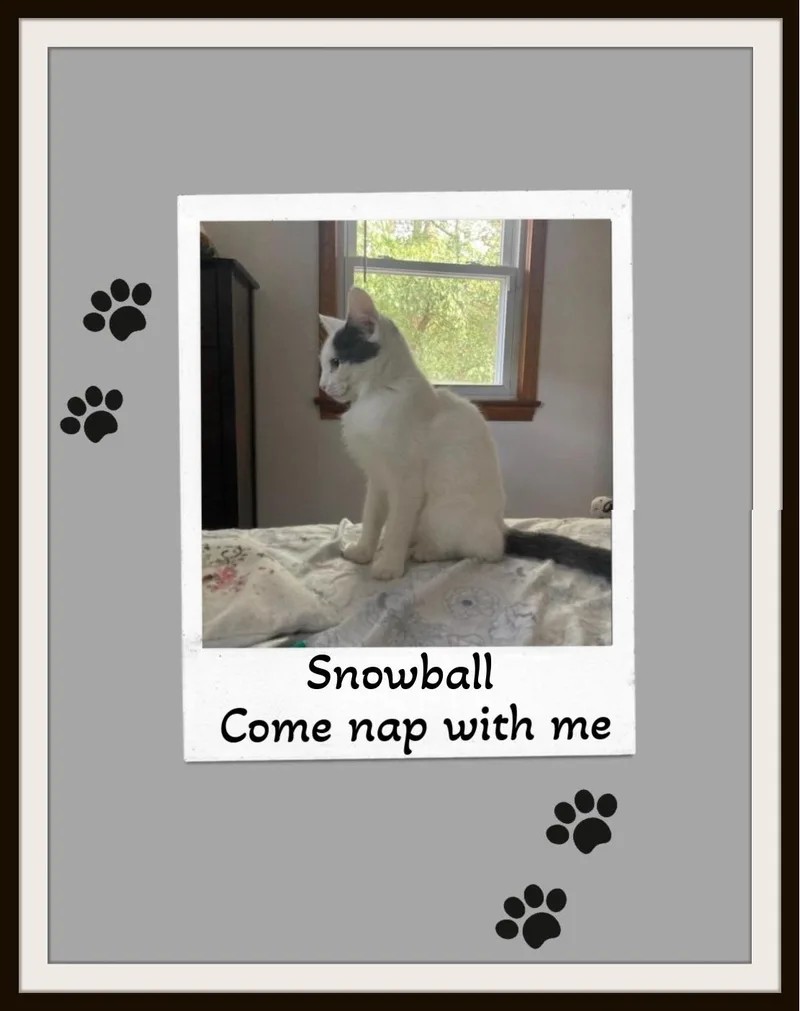 Cutie & Snowball  thumbnail 3