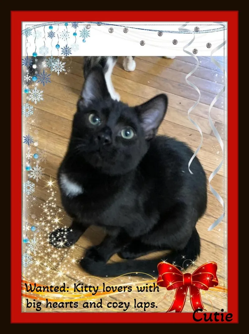 Cutie & Snowball  thumbnail 4