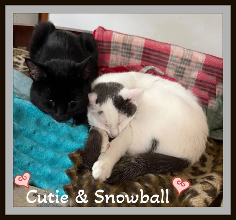 Cutie & Snowball