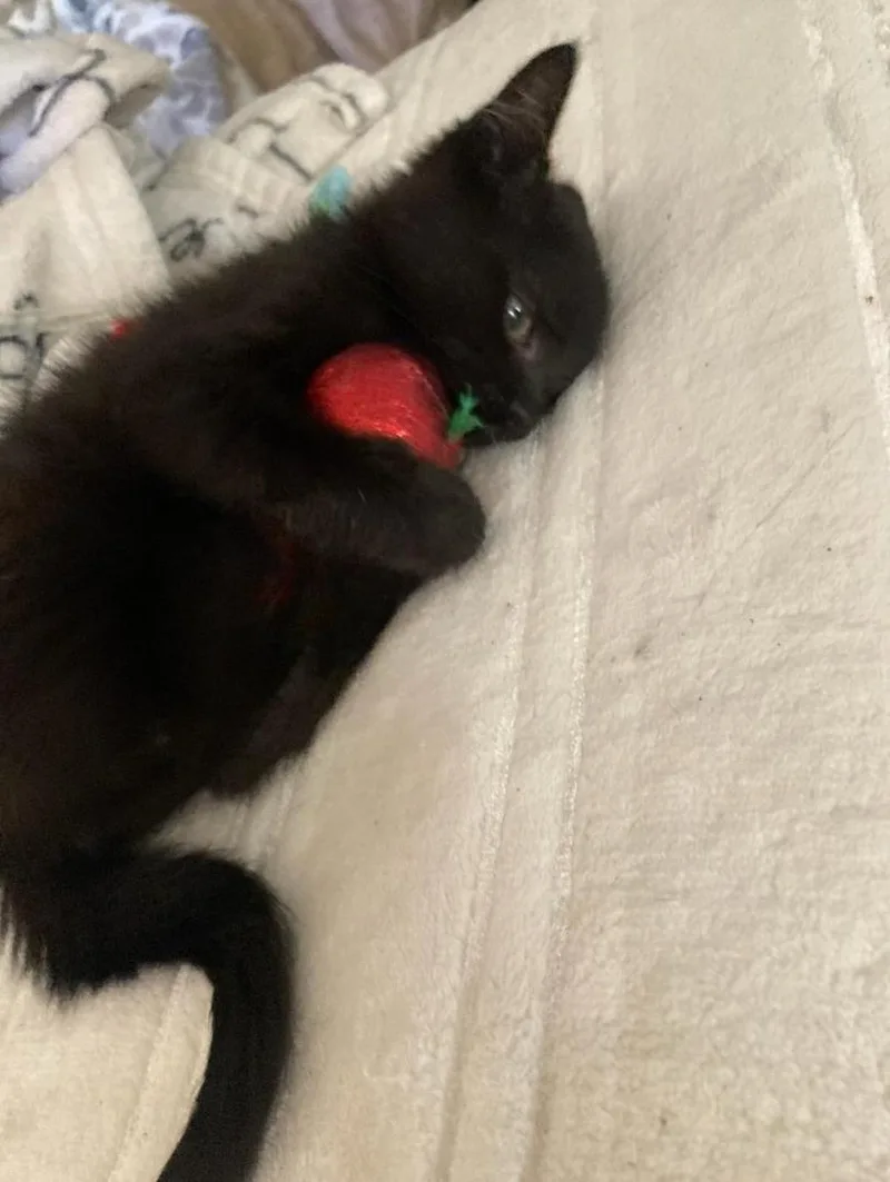 Cutie & Snowball  thumbnail 5