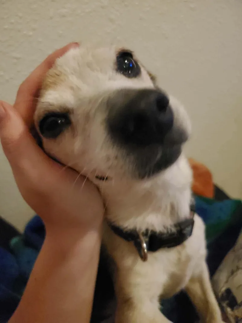 An adult small-sized male Chihuahua dog named Loljackson for adoption in Billings, MT