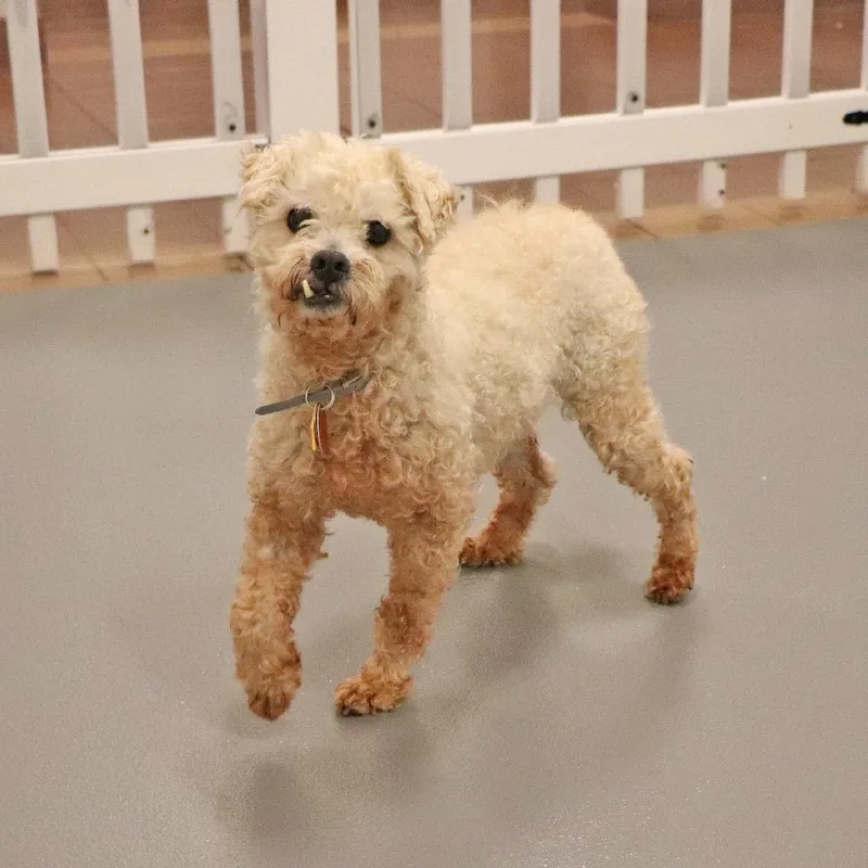 A senior small-sized male Poodle dog named Bucky for adoption in Port Washington, NY