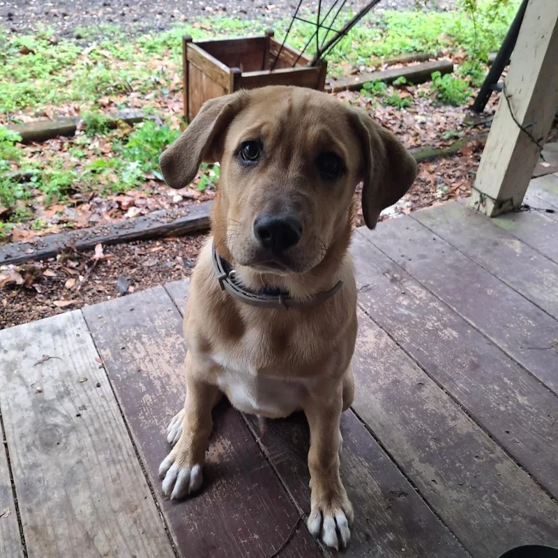 A baby medium-sized male Yellow / Tan / Blond / Fawn Anatolian Shepherd dog named Jacs for adoption in Livingston, TX