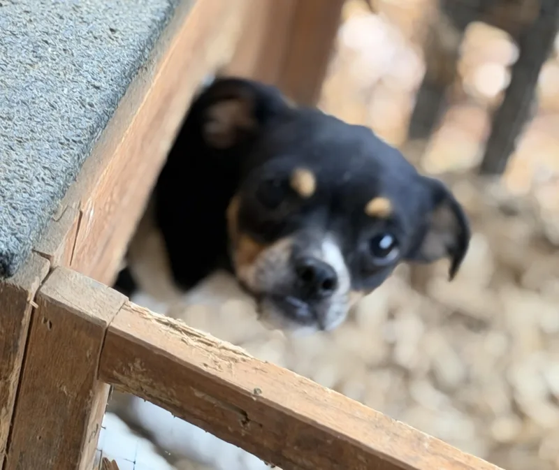 An adult small-sized female Chihuahua dog named Beezy Aka Beelzebub for adoption in Fosters, AL