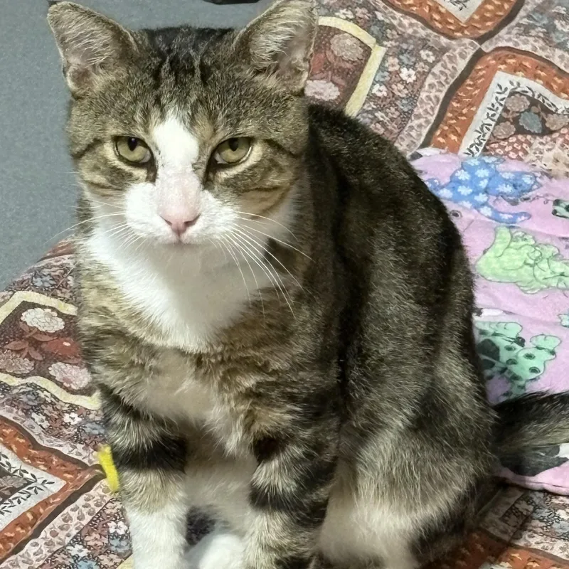 An adult large-sized male Tabby (Brown / Chocolate) Domestic Short Hair cat named Markus for adoption in Temple, PA
