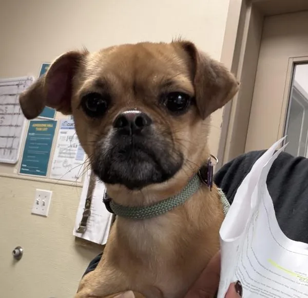 A young small-sized female Puggle dog named Amelia Bedelia for adoption in San Diego, CA