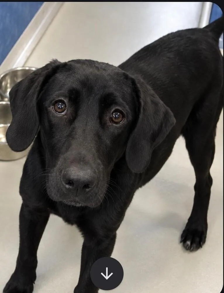 A baby medium-sized female Tricolor (Brown, Black, & White) Labrador Retriever dog named Elsa for adoption in Dallas, TX