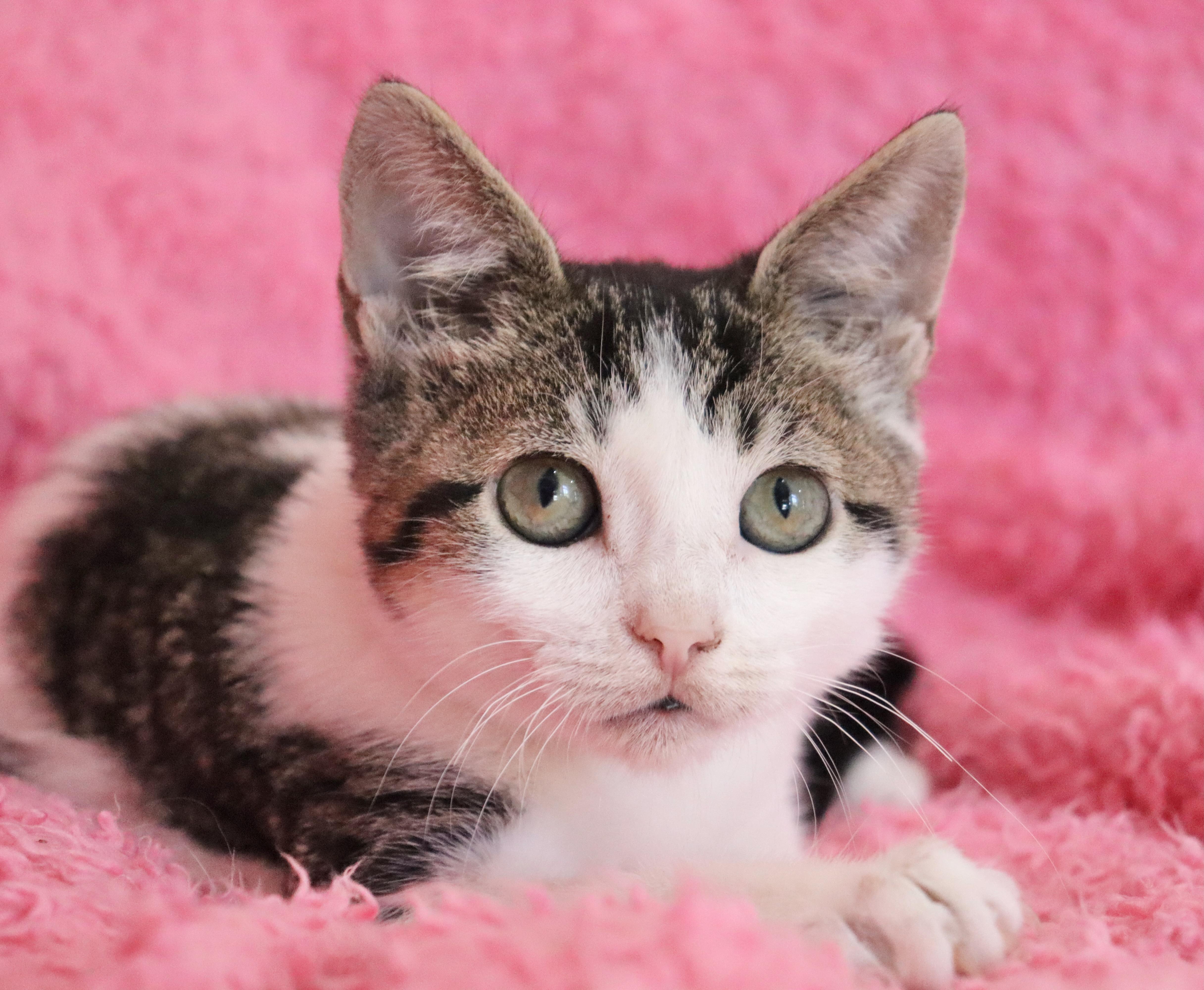 A baby medium-sized female Tabby (Brown / Chocolate) Turkish Van cat named Opal for adoption in Saint Augustine, FL