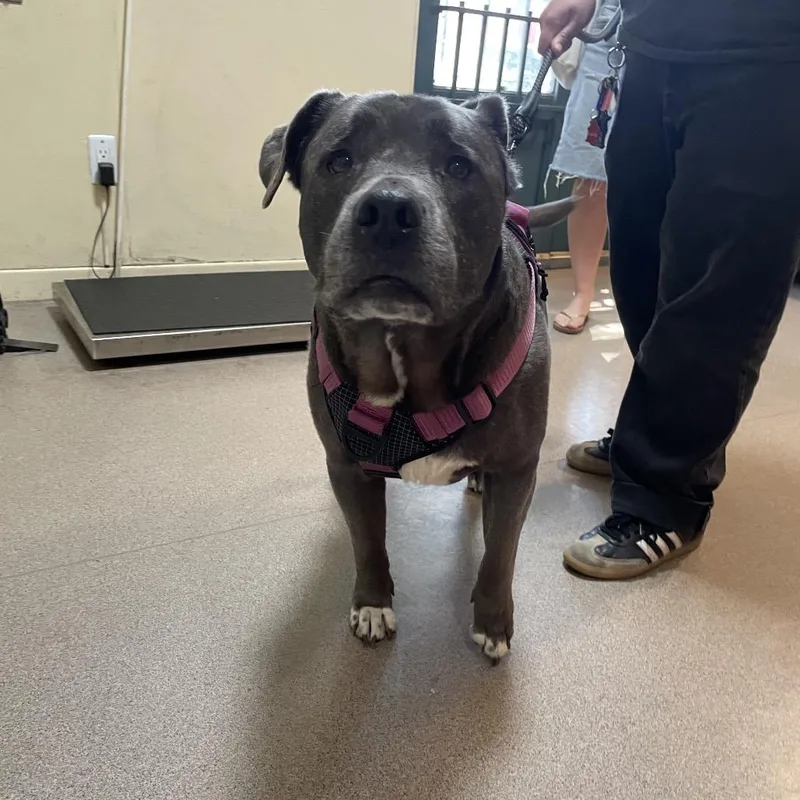 A senior large-sized male Gray / Blue / Silver Labrador Retriever dog named Bleu for adoption in Pasadena, CA