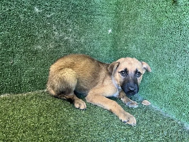 A baby small-sized female German Shepherd Dog dog named Vesta for adoption in Lancaster, CA