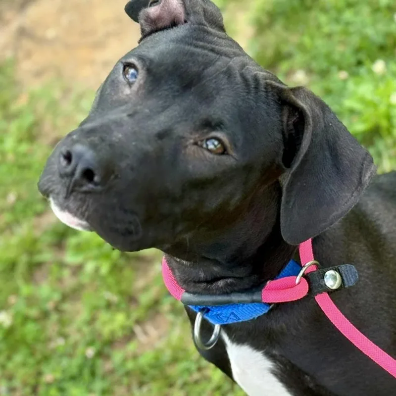 A young medium-sized female Black Mixed Breed dog named Meemee for adoption in Asheville, NC