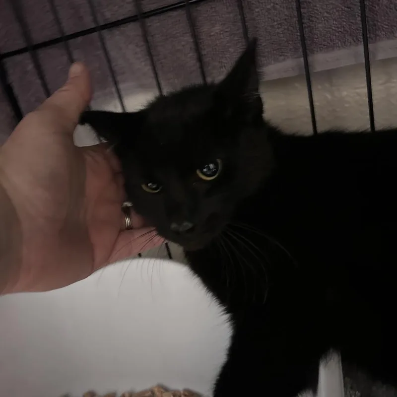 An adult medium-sized female Black Domestic Short Hair cat named Walle City Of Industry for adoption in Chino Hills, CA