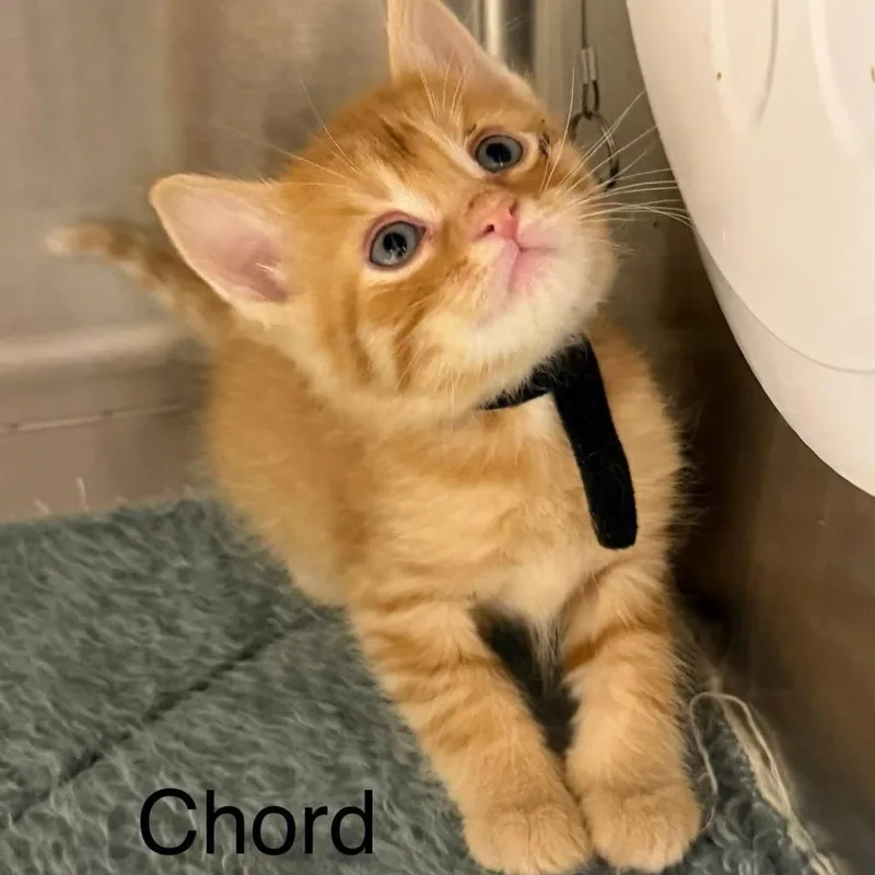 A baby small-sized male Orange / Red Domestic Short Hair cat named Chord for adoption in Kingman, KS