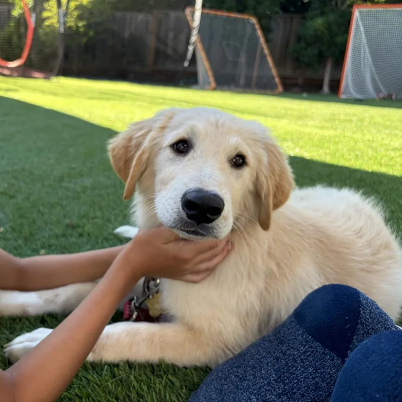 A baby large-sized male White / Cream Great Pyrenees dog named Elio for adoption in Point Richmond, CA