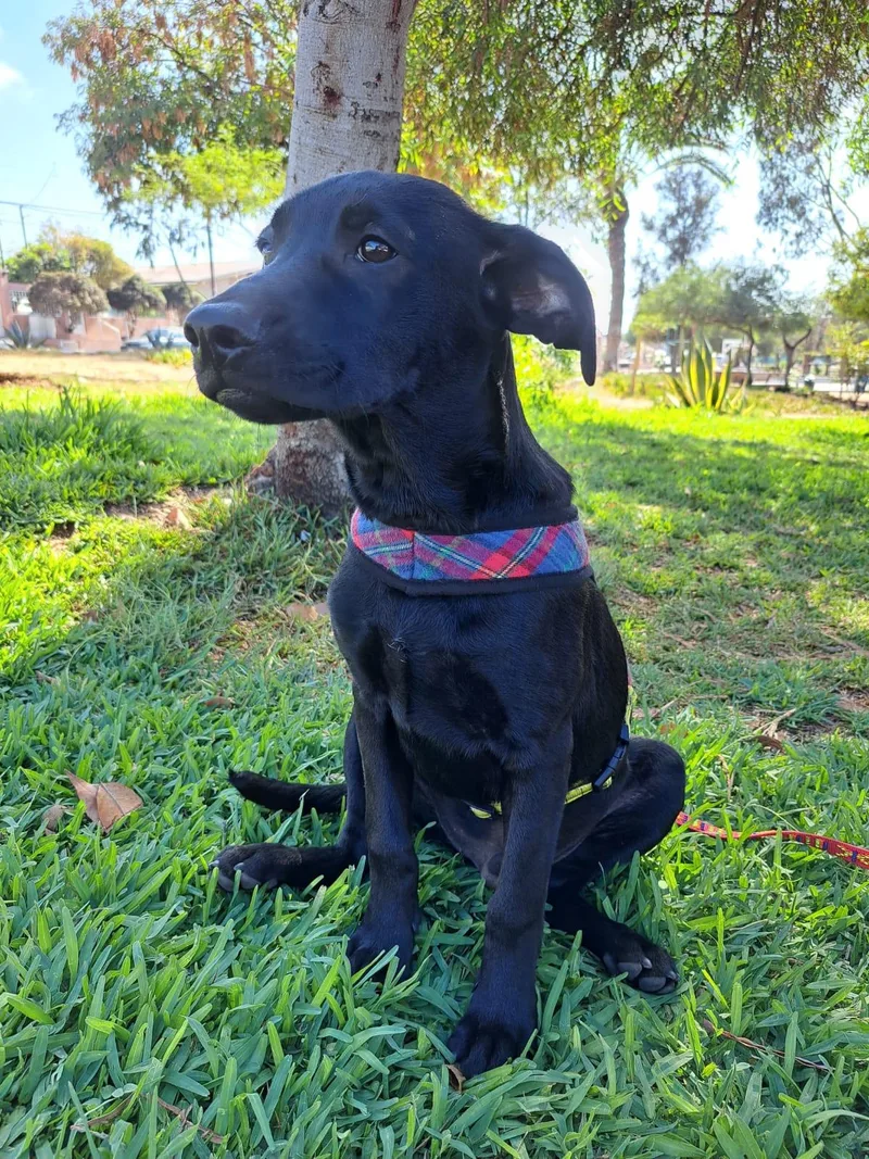 A baby medium-sized male Labrador Retriever dog named Tuinky for adoption in Orange, CA