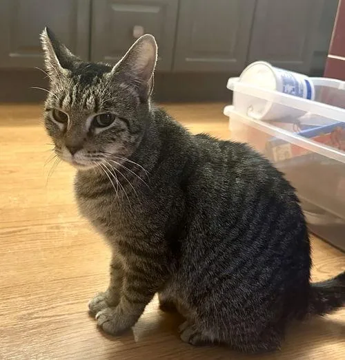 A young medium-sized female Tabby (Brown / Chocolate) Domestic Short Hair cat named Sally for adoption in Canal Winchester, OH