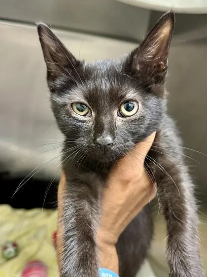 A baby medium-sized female Black Domestic Short Hair cat named Scout for adoption in Wichita, KS