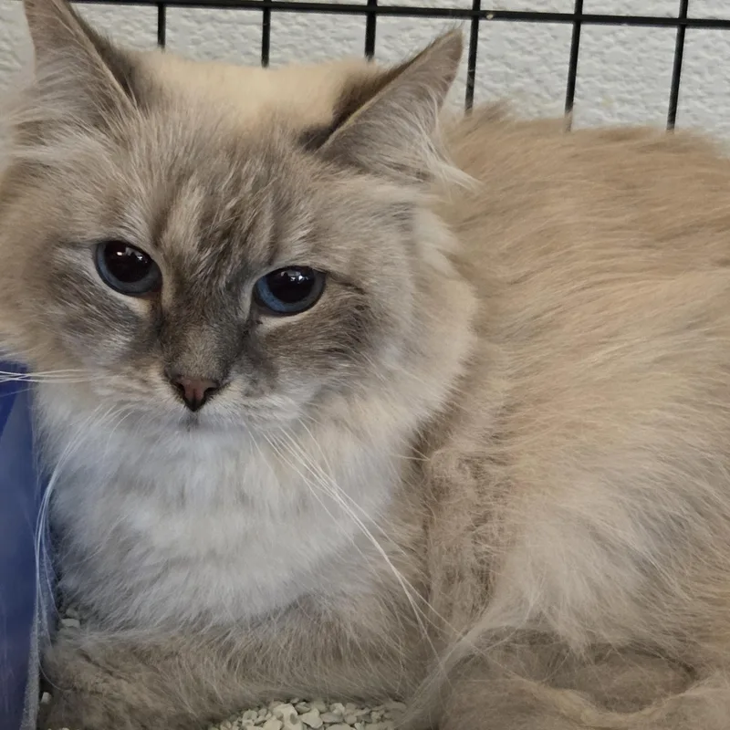 A young large-sized female Ragdoll cat named Primrose for adoption in Boca Raton, FL