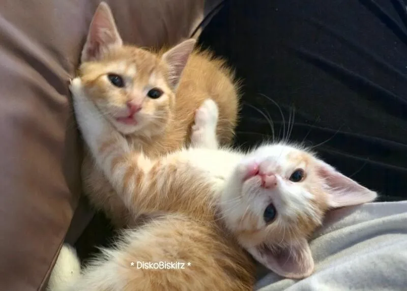 A baby small-sized female Orange / Red Tabby cat named Butterscotch Bonded To Coconut for adoption in Anthem, AZ