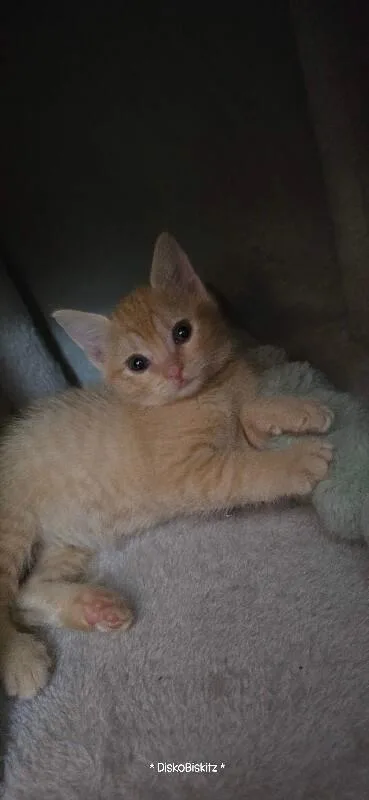 Butterscotch Bonded To Coconut thumbnail 3